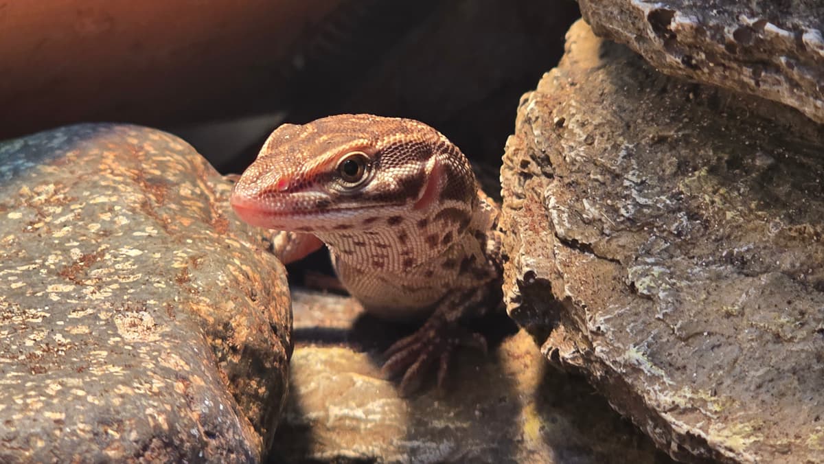 Hand-raising baby Ackie Monitors
