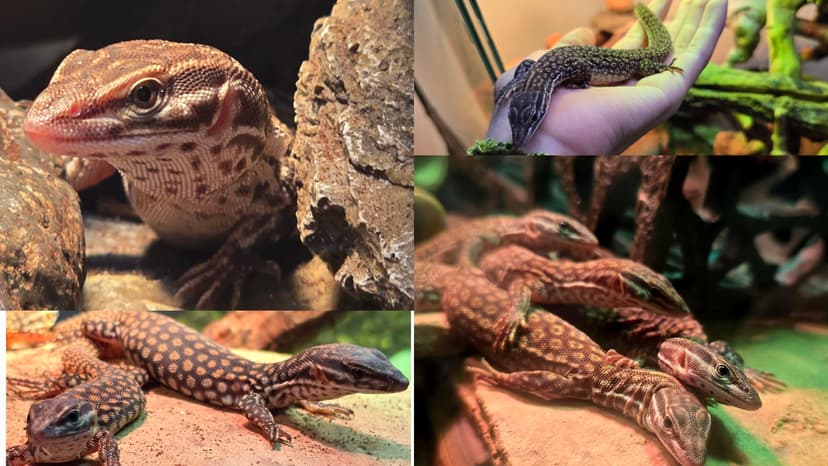 Intelligent Ackie Monitor