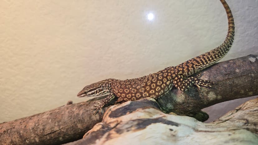 Active Ackie Monitor